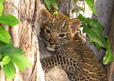 1347229854_baby20leopard20in20tree.jpg