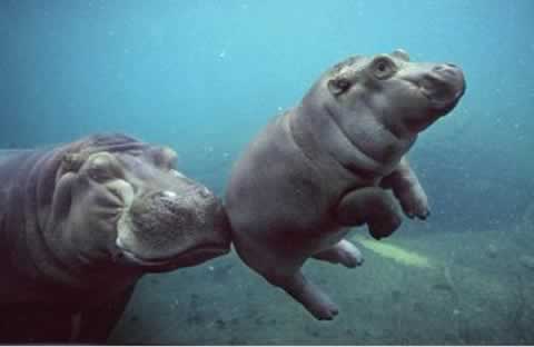 1347236679_baby_hippo_and_mom2.jpg