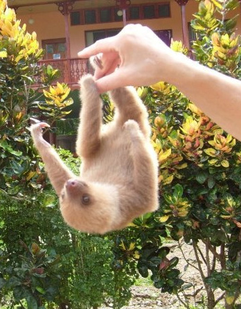 1347328584_baby_sloth.jpg