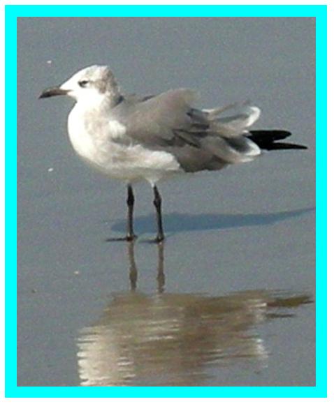 1347416263_single_seagull_teal.jpg