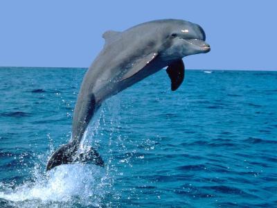 1347933885_looks20cute20jumping20dolphins20.jpg