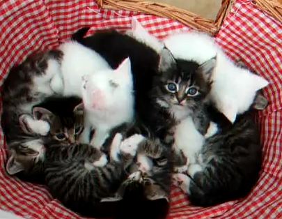 1348019209_8_kittens_in_basket.jpg