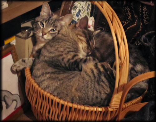 1348104978_3_kittens_in_basket.jpg