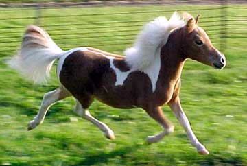 1348203587_miniature-horse16.jpg