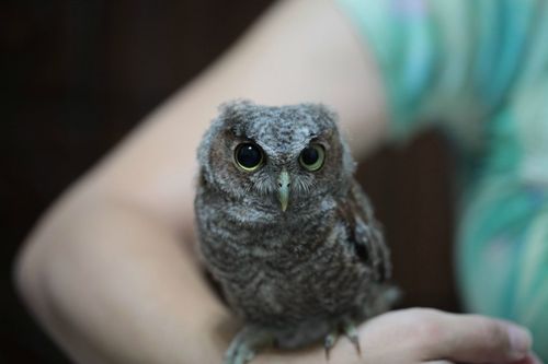 1348283390_1_owlet.jpg