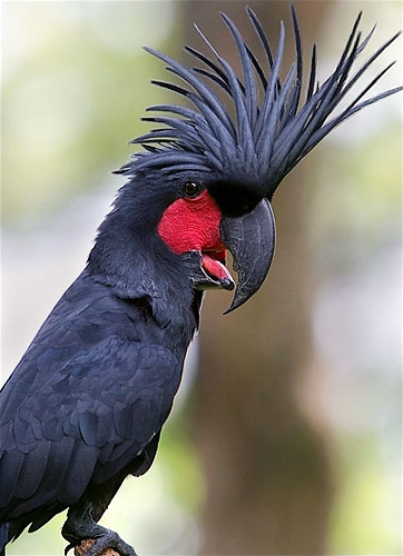 1348443752_palm_cockatoo1.jpg