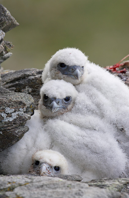 1348541224_gyrfalcon-pile-of-triplets-nome-ak-_h2d7112.jpg