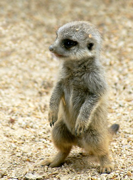 1348628049_baby_meerkat_by_windrider95-d4uij5e.jpg