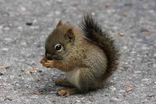 1348901734_baby_squirrel_eating_by_cassidylovesart-d4ydzwl.jpg