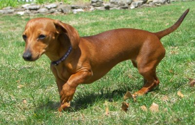 1349036666_1_dachshund_running.jpg