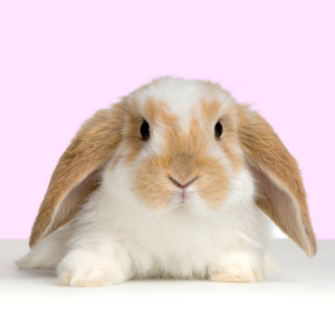 1349140643_1_lop_eared_rabbit.jpg