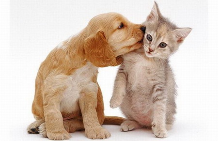 1349238795_puppy-and-kitten-1.jpg