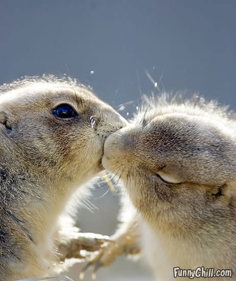 1349404358_prairie-dog-kiss.jpg