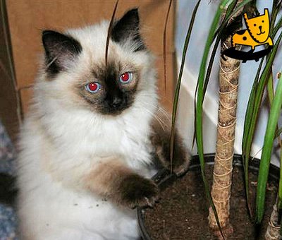 1349915982_cute_ragdoll_kitten.jpg