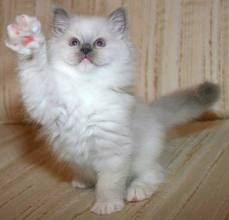 1350090604_1_ragdoll_kitten.jpg