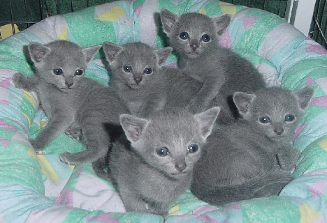 1350178575_russian-blue-kittens.jpg