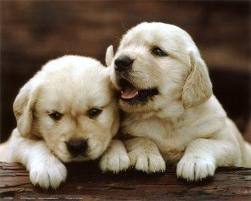 1350356898_2_puppies.jpg