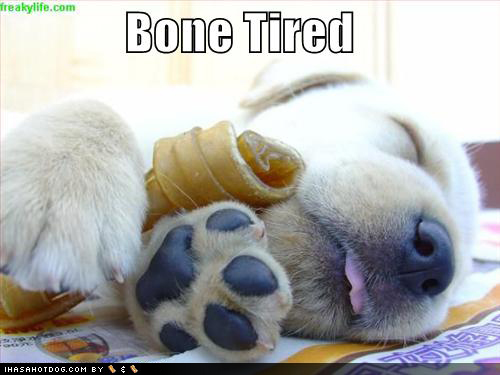 1350609590_bone_tired_puppy.jpg