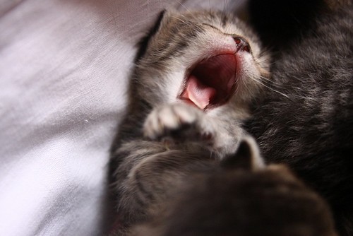 1351056403_kitten_yawning.jpg