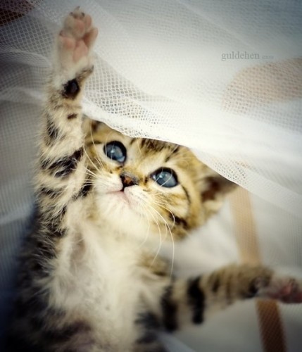 1351124544_kitten_and_curtain.jpg