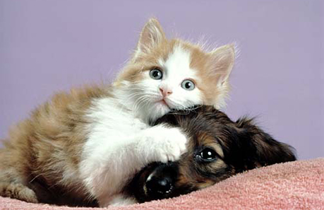 1351299308_kitten_covering_puppys_eyes.jpg