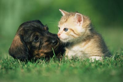 1351299752_puppies_and_kittens_kissing_11.jpg