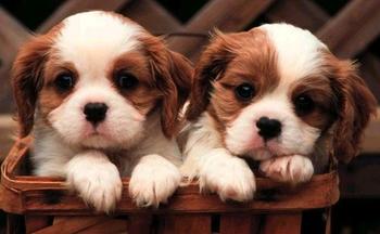 1351554607_cute_puppies_answer_2_xlarge.jpg