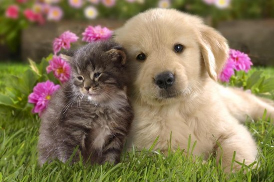 1351820075_puppy_and_kitten_1.jpg