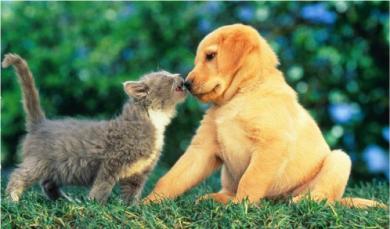 1352005059_puppy-loving-kitten.jpg