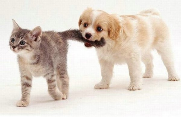 1352342906_puppy_bites_kitten_tail.jpg