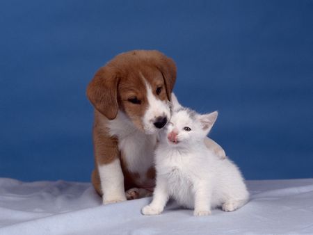 1352422898_35249-kitten_and_puppy.jpg