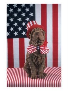 1352683102_dog-american-flag-748655.jpg