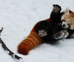 1352777277_1_red_panda_playing_in_snow.jpg