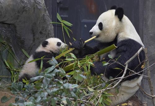 1352868490_baby-panda-born-in-san-diego-zoo-500x343.jpg