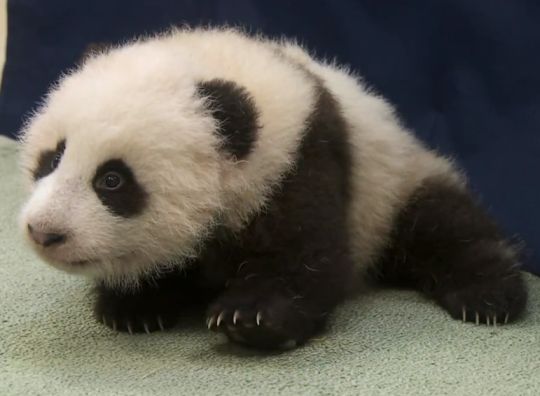 1352948616_baby_panda_crawling.jpg