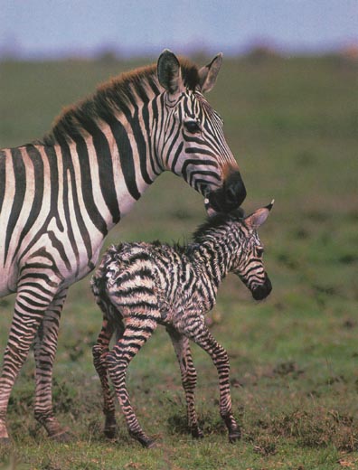 1353038493_baby-zebra-zebras-24515068-396-520.jpg