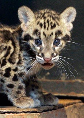 1353201459_ap_clouded_leopard_090623_ssv.jpg