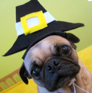 1353471271_dog-pilgrim-costumes-297x300.png