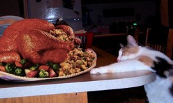 1353546473_cat_and_thanksgiving_turkey.jpg