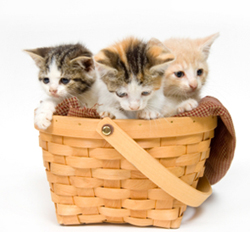 1353626316_3_kittens_in_basket.jpg