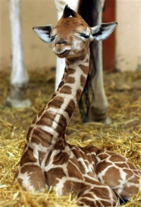 1353984585_baby-giraffe410ok.jpg