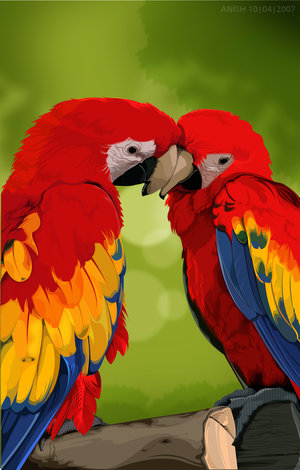 1354323039_colorful_parrots_by_iamgraphik.jpg