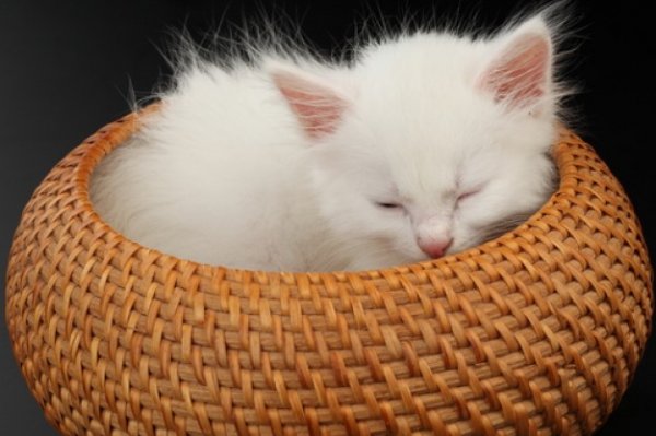 1354433629_white-cat-baskets-kitten-blue-eyes_3222127.jpg