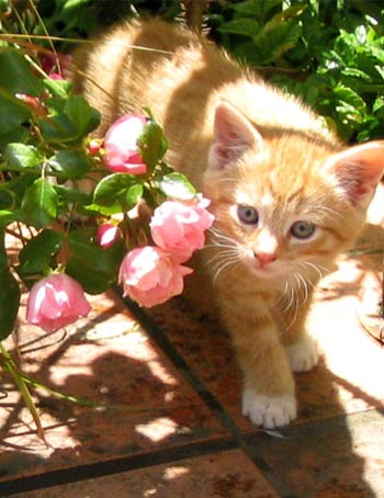 1354587432_ginger-kitten-pink-rose.jpg