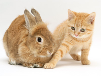 1354770183_rabbit_and_kitten.jpg