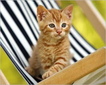 1354850292_ginger_kitten_in_striped_beach_chair.jpg