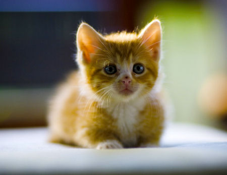 1354938912_ginger_kitten_2.jpg