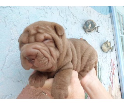 1355021755_1_sharpei_puppy.jpg