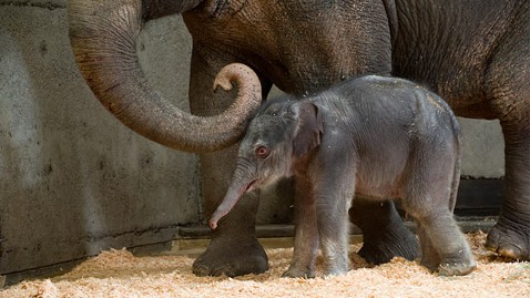 1355173492_ap_oregon_zoo_baby_elephant_ll_121204_wblog.jpg