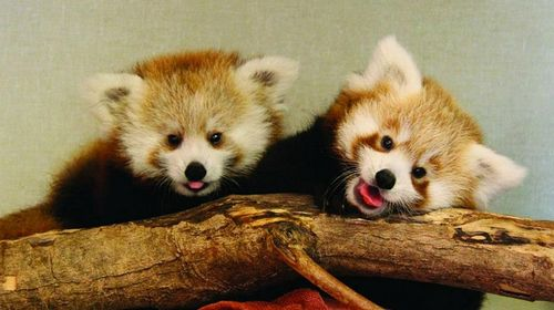 1355196384_2_baby_red_pandas.png